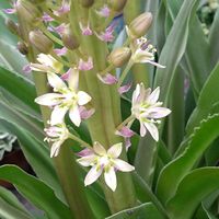 パイナップルリリー,パイナップルリリー,パイナップルリリー,花のある暮らし,我が家のお花の画像