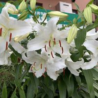 花散歩,花のある暮らしの画像