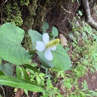 ドクダミの画像