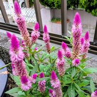 ケイトウ,花のある暮らし,花に魅せられて,小さな庭の画像