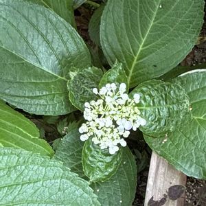 シェードガーデン,紫陽花 アジサイ あじさい,おうち園芸,府民の園芸,秘密の草園の画像