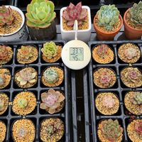 多肉植物,エケベリア属,植替えの画像