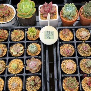 多肉植物,エケベリア属,植替えの画像