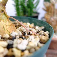 フィカス ペティオラリス,観葉植物,植物のある暮らし,フィカス属,みどりのある暮らしの画像
