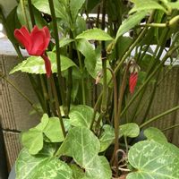 フランネルフラワー,ガーデンシクラメン,スカビオサ・コーカシカ ファーマ,花のある暮らし,おうち園芸の画像