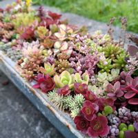 ドラゴンズ・ブラッド,セダム ワイルドファイヤー,多肉植物,多肉の寄せ植え,多肉大好きの画像