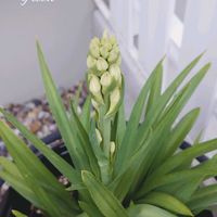 ストケシア,チューベローズ,花のある暮らし,優しい気持ち,お庭のお花の画像