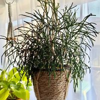 リプサリス,観葉植物,インテリアグリーン,緑は癒し,リビング・ダイニングの画像