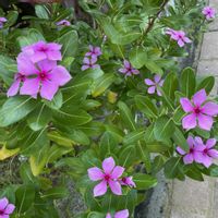 ニチニチソウの画像