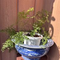 アジアンタム,花のある暮らし,小さな庭♡の画像