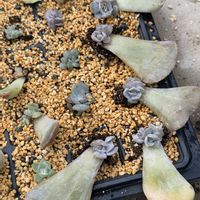 多肉植物,葉挿し,エケベリア属の画像
