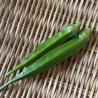 オクラ,家庭菜園の画像