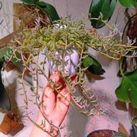 ドルフィンネックレス,植物のある暮らし,植中毒,でけたしこ園芸,ベランダの画像