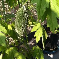 グリーンカーテン,毎年恒例,種から育てる,家庭菜園,ベランダの画像