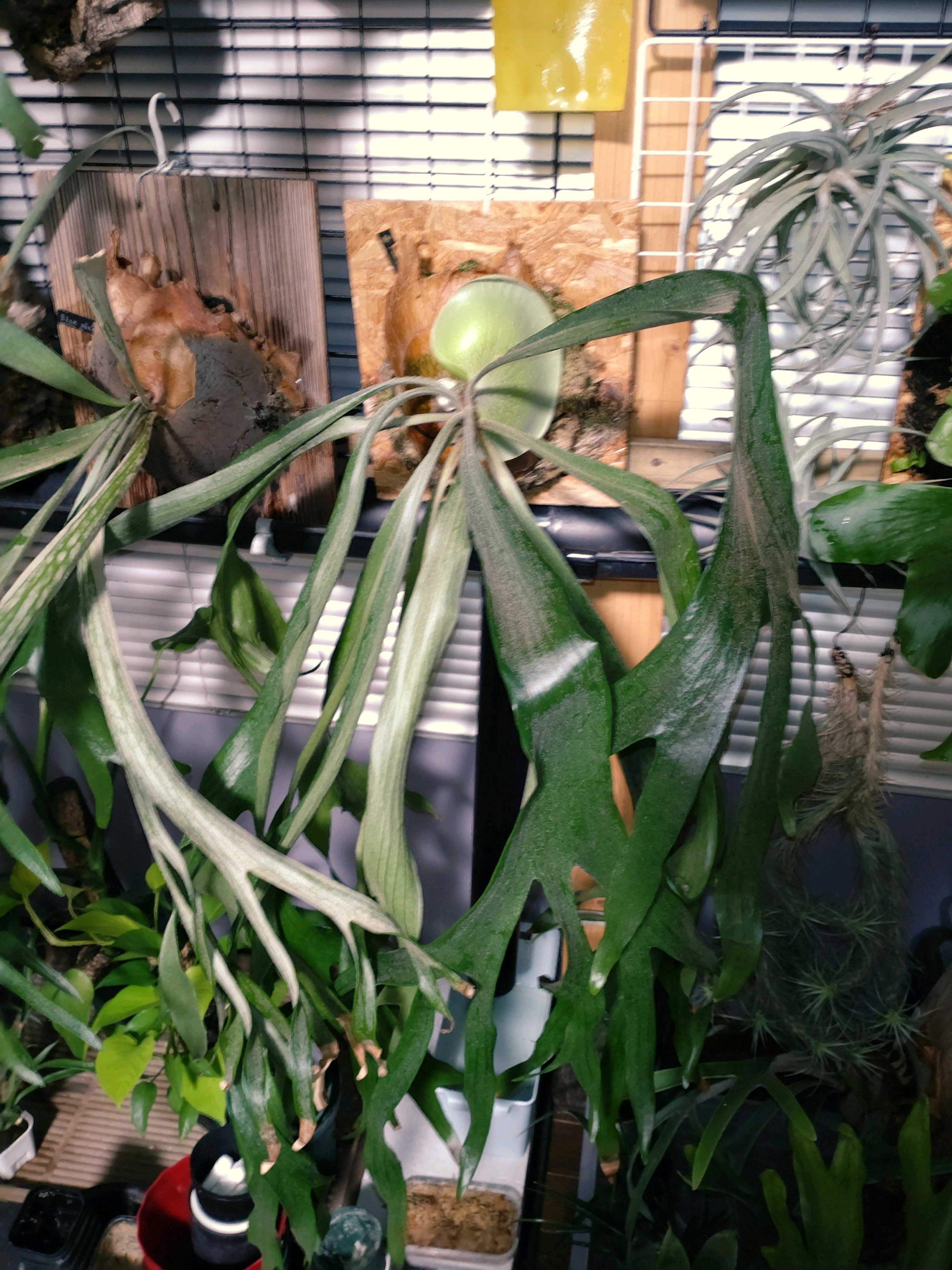 ビカクシダ バクスポ バクスポの貯水葉からの新芽 ビカクシダの森