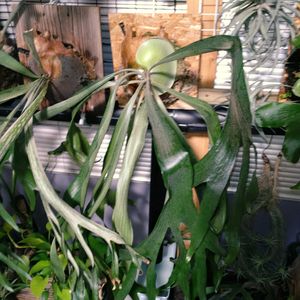熱帯植物, ビカクシダ,ビカクシダのある暮らしの画像