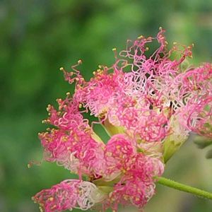 ネムノキ,可愛い,山野草,癒されて,モヤモヤの画像