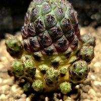 サボテン,紫ラウシー,多肉植物,ボリビア原産の画像