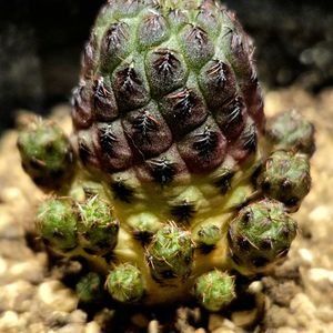 サボテン,紫ラウシー,多肉植物,ボリビア原産の画像