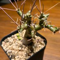 オトンナ・ユーフォルビオイデス,多肉植物,実生,南アフリカ原産の画像