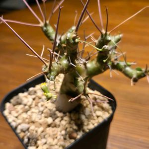 オトンナ・ユーフォルビオイデス,多肉植物,実生,南アフリカ原産の画像