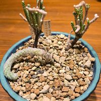 アボニア　パピラケア,アボニア・グリセア,多肉植物,実生,種子から育てるの画像
