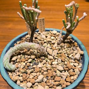 アボニア　パピラケア,アボニア・グリセア,多肉植物,実生,種子から育てるの画像