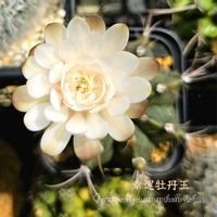 サボテン,牡丹玉,幸運牡丹玉,多肉植物,観葉植物の画像
