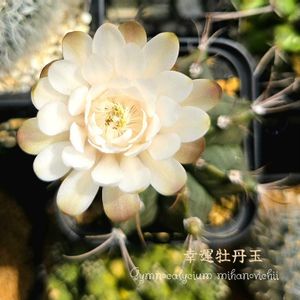サボテン,牡丹玉,幸運牡丹玉,多肉植物,観葉植物の画像