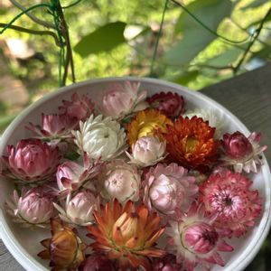 ヘリクリサム,ヘリクリサム(貝殻草、帝王貝細工),種から,種まき,帝王貝細工の画像