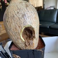 アデニウム,アデニウム オベスム,アデニウム  ソマレンセ,お腐れ神　降臨,コメリ産　アデニウムの画像