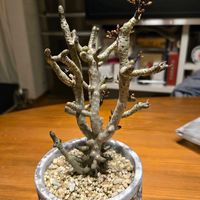 チレコドン ブッコルジアヌス,多肉植物,南アフリカ原産の画像