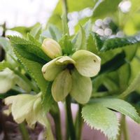 クリスマスローズ,地植え,謎の植物,庭パト,三重県の画像