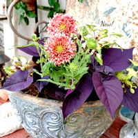 ガイラルディア,寄せ植え,可愛い,庭の花,癒しの画像