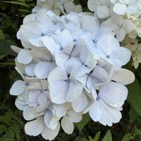 アジサイ,クロコスミア,ブッドレア,エリンジウム,アカンサス モリスの画像