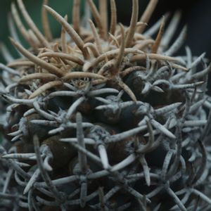 ハオルチア,多肉植物,観葉植物,塊根植物,サボテン科の画像