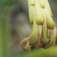 ハオルチア,多肉植物,観葉植物,塊根植物,サボテン科の画像