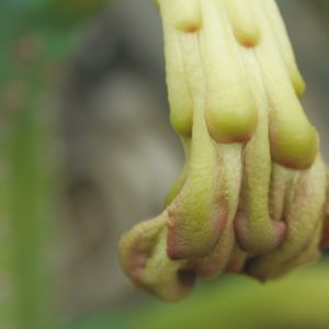 ハオルチア,多肉植物,観葉植物,塊根植物,サボテン科の画像