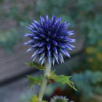 ルリタマアザミ,エキノプス,ルリタマアザミ（エキノプス）の画像