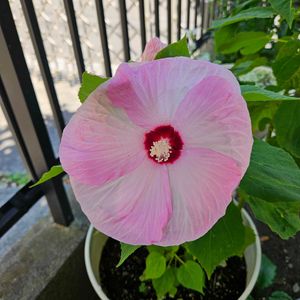 アメリカフヨウ,鉢植え,明るい日陰,プランター,ガーデニング初心者の画像