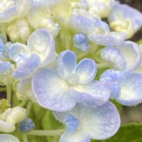 紫陽花 おたふく,鉢植え,挿し木から成長,暑い日の画像