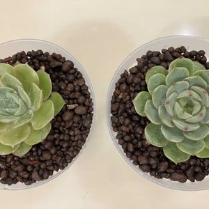 エケベリア,多肉植物,葉挿し,お散歩の画像