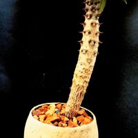 パキポディウム・ウィンゾリー,塊根植物,コーデックス,パキポディウム属,ビザールプランツの画像