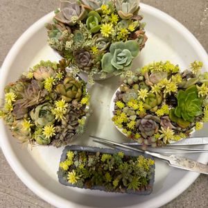 多肉植物,エケベリア属,植替え,寄植え解体の画像