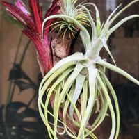 イオナンタ,ストレプトフィラ,タンク ブロメリア,ネオレゲリア スターブラスト,多肉植物の画像