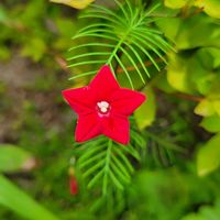 ルコウソウ,赤い花,花のある暮らし,植物のある暮らし,こぼれダネの画像