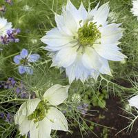 ニゲラ,庭の画像