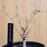 オペルクリカリアSP,塊根植物,ビザールプランツ,オペルクリカリアの画像