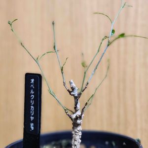 オペルクリカリアSP,塊根植物,ビザールプランツ,オペルクリカリアの画像