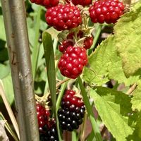 ブラックベリー,花と緑のある暮らし,GS皆様ありがとう,ブルーベリー♪,いつも見て頂きありがとうございますの画像